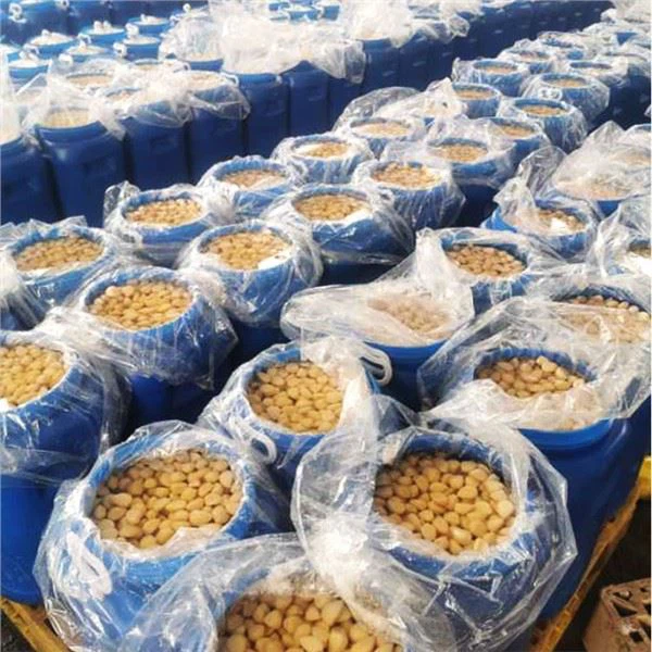 Sūrytos česnako skiltelės sūryme