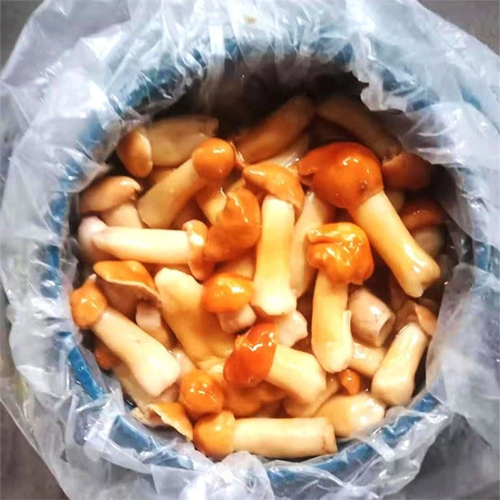 Stropharia In Brine (2)